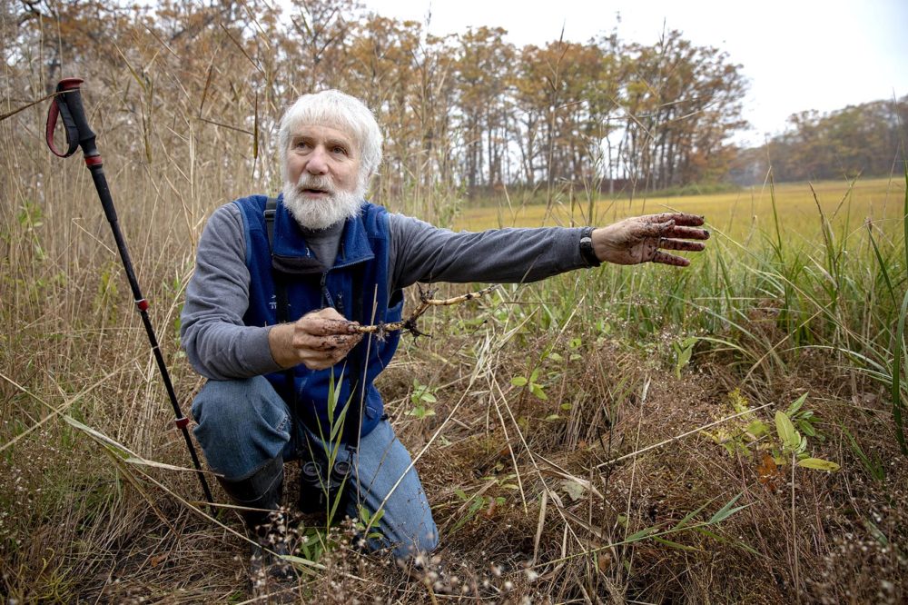 a older, bearded man kneeling in a marsh, holding a root, surrounded by reeds