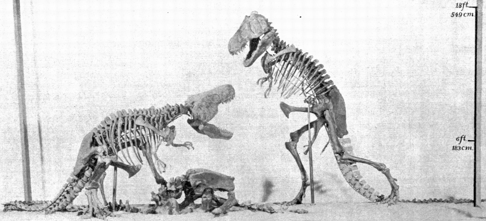 How Do We Know What Dinosaurs Looked Like How Do We Know What Dinosaurs Looked Like