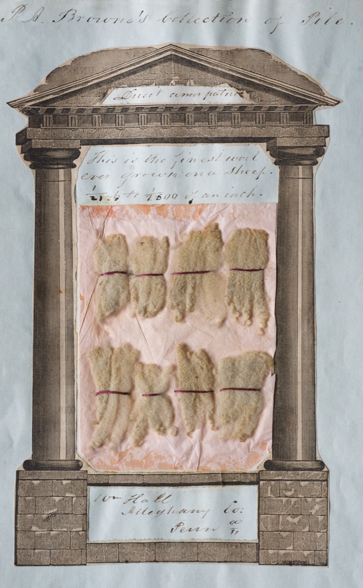 Sheep hair in surrounded by engraving of grecian columns