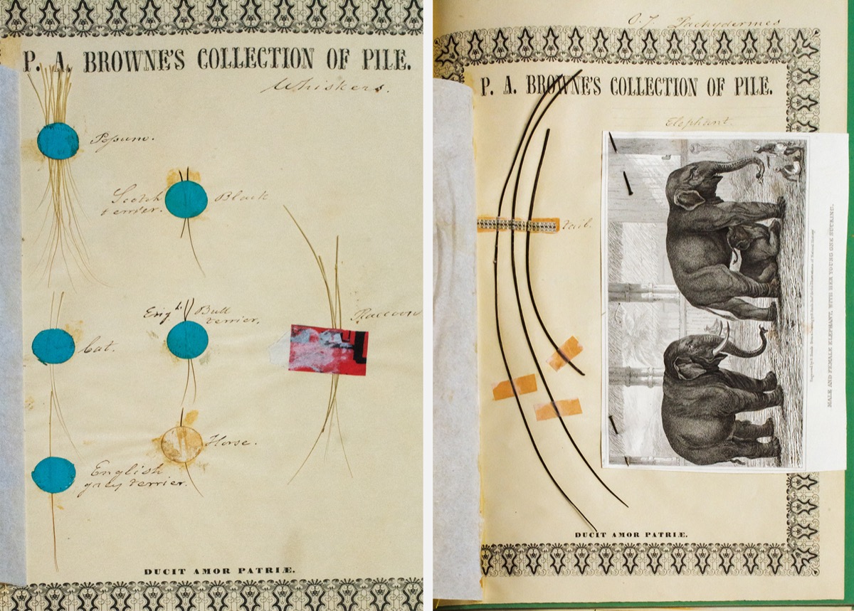 On the left, five different cat hairs. On the right, an elephant hair along with an engraving on an elephant