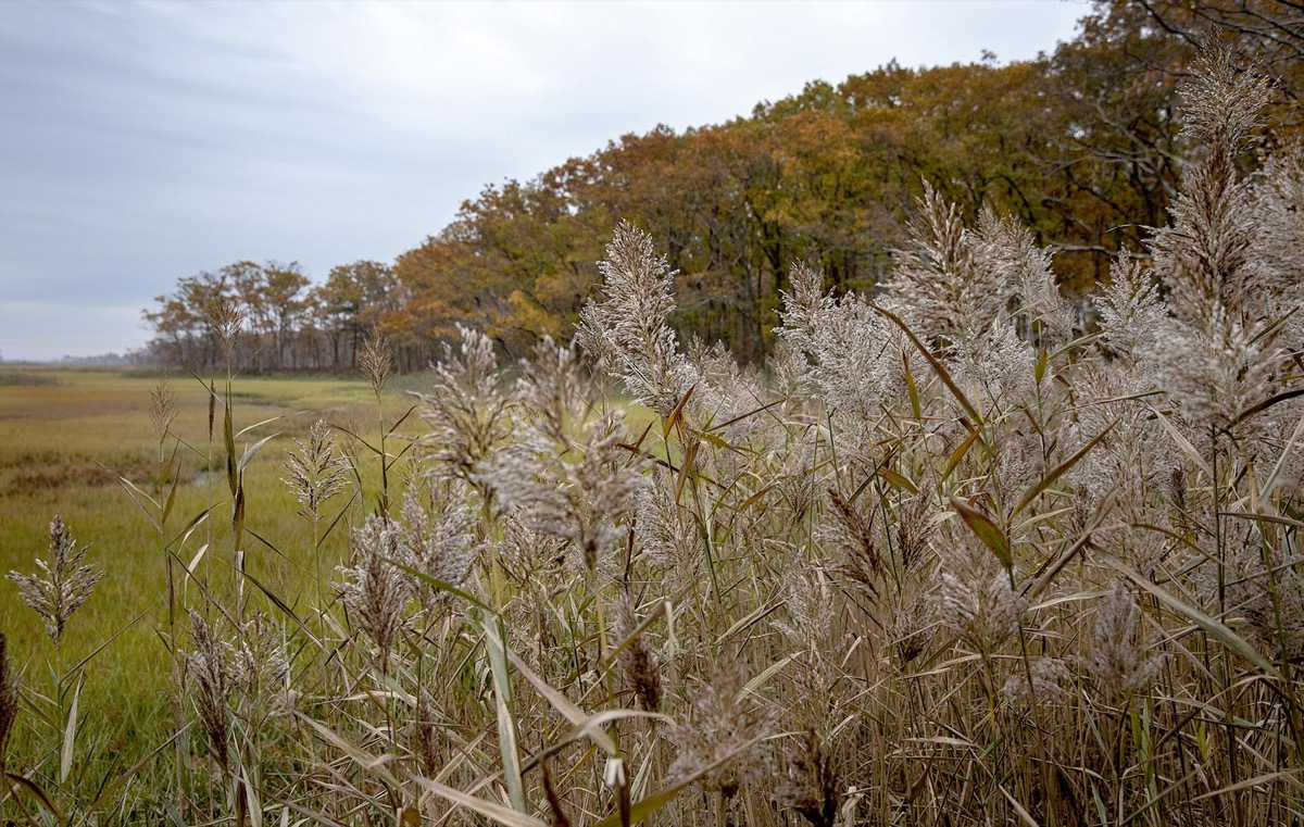 Common reeds stand out among marshlands, near the edge of a forest