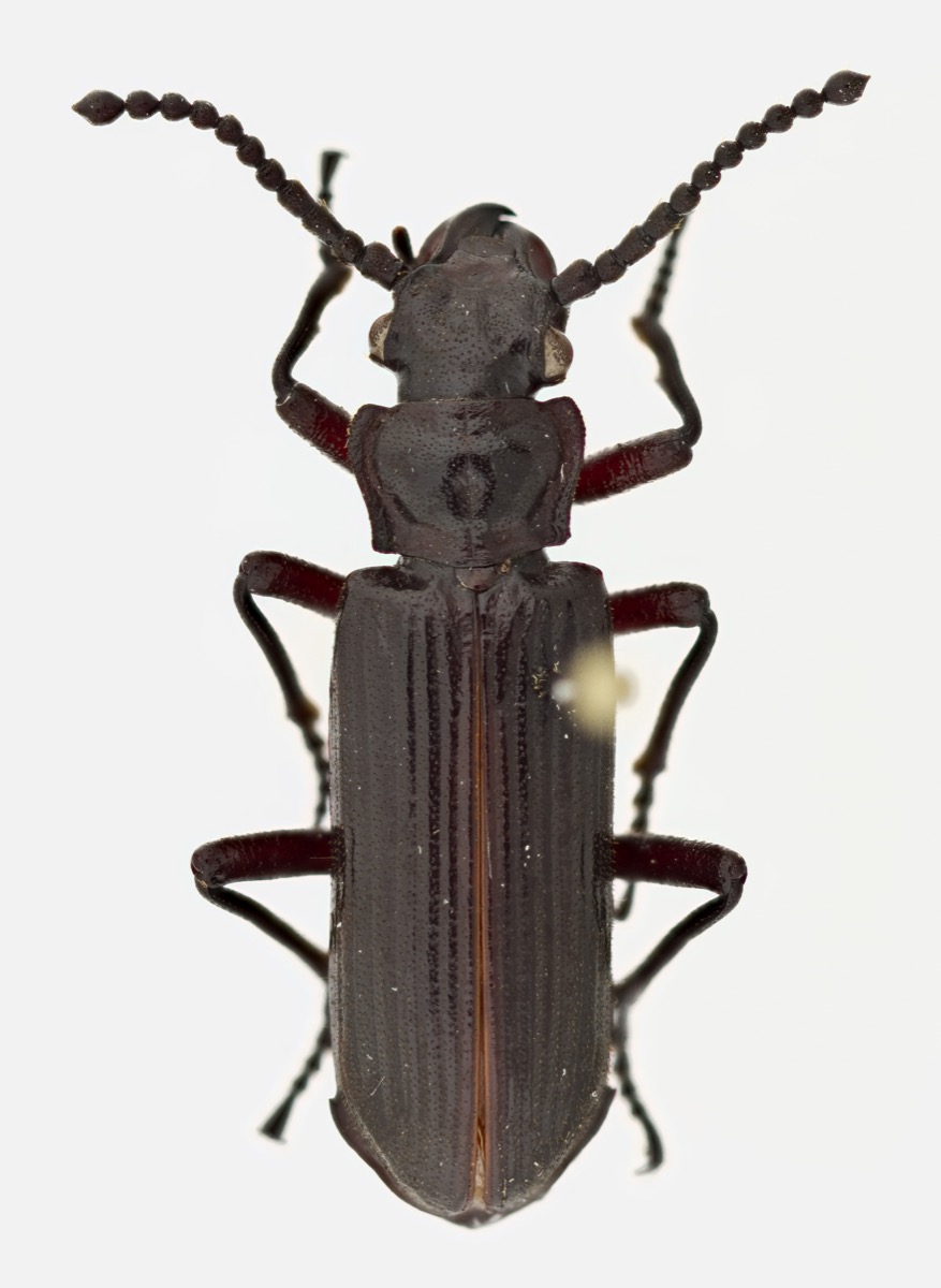 A close up image of a brown, thin beetle, taken from above
