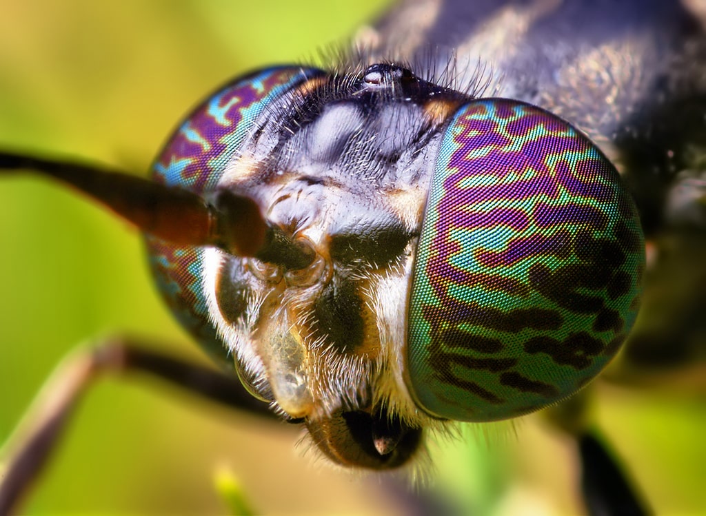a close up of a black soldier fly head. its big eyes are a colorful array of iridescent purples and greens
