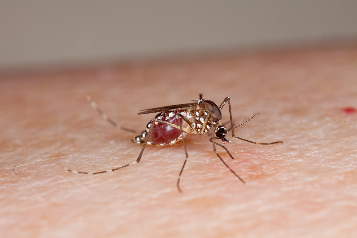 a mosquito filled with blood in its abdomen is biting someone's flesh