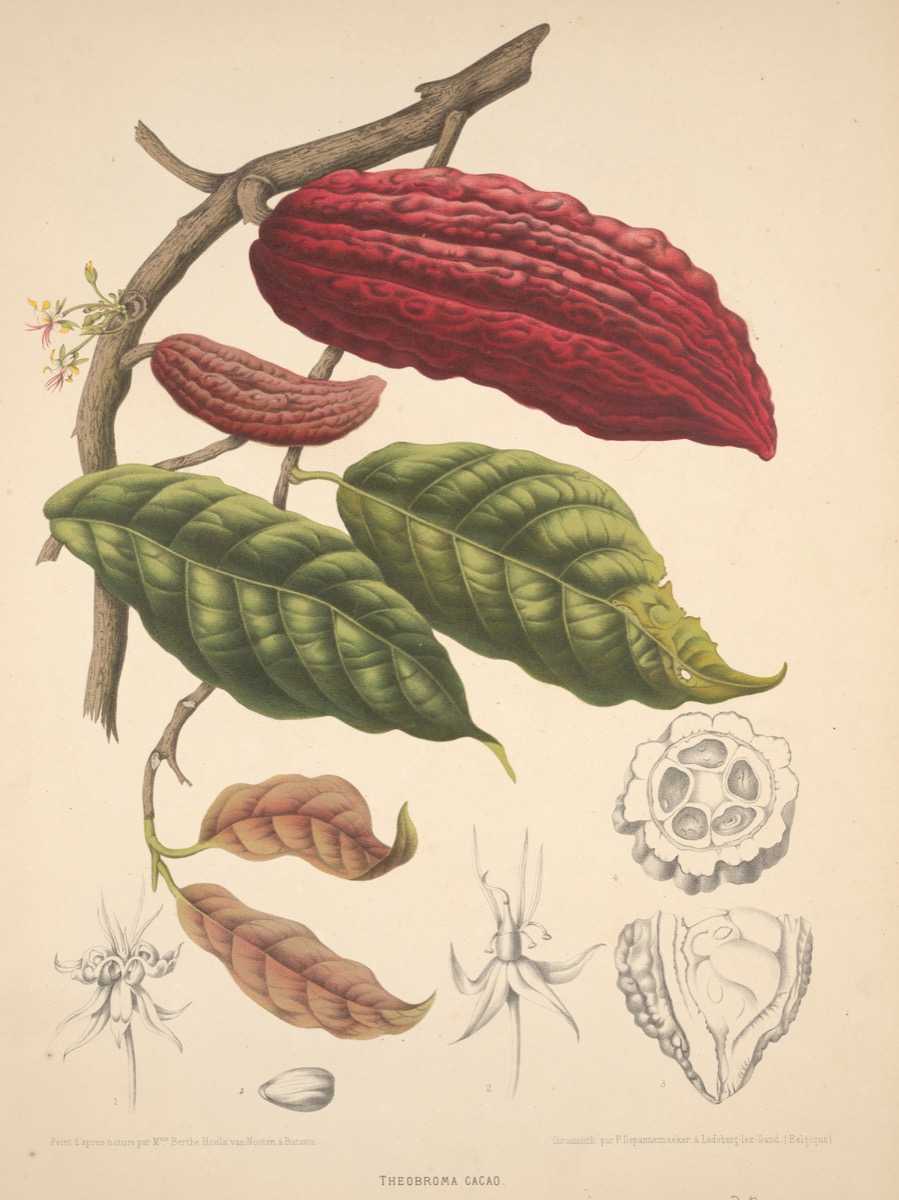  gammal timey skiss av röda och gröna texturerade blad