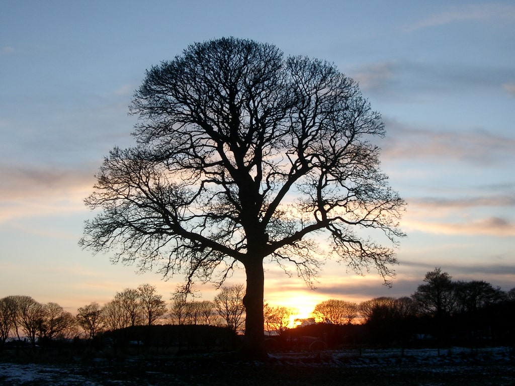 large tree with lots of dead branches backlit by setting sun