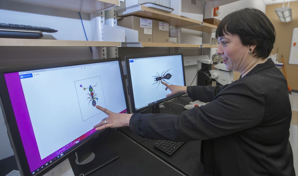 a female scientist points at two different computer screens, on the left an image of an ant, on the right an image of an ant-like jumping spider