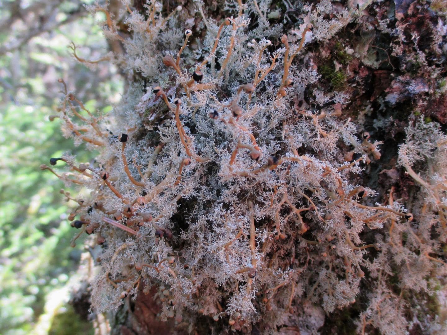 white and light orange springy looking lichen attached to a tree