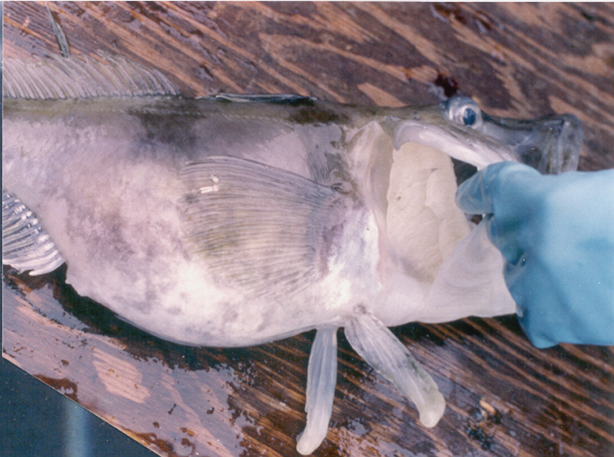 a dead white fish on a table with a gloved hand pulling up the gill to reveal the white flesh underneath