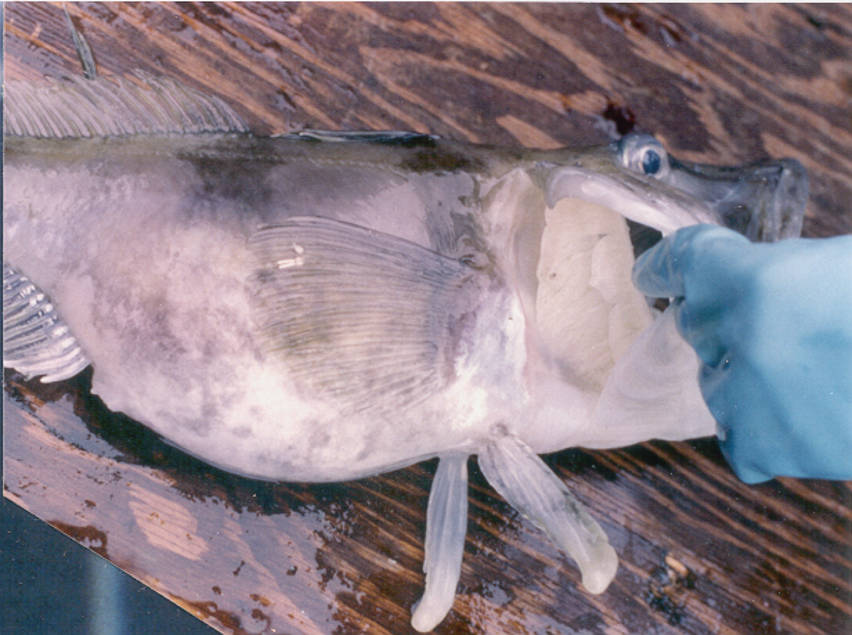 How Does The Antarctic Icefish Live Without Red Blood Cells?