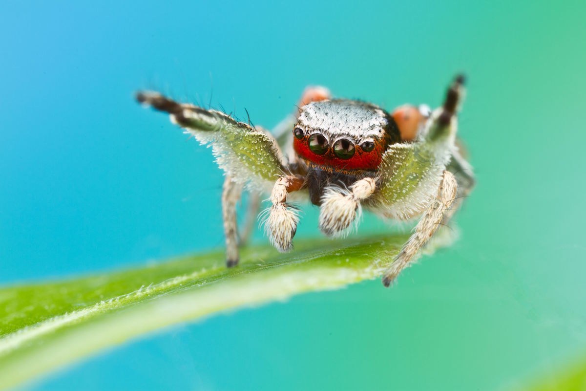 a brightly colored jumping spider with a red furry face and white body perches on a leaf with its front legs up in the air