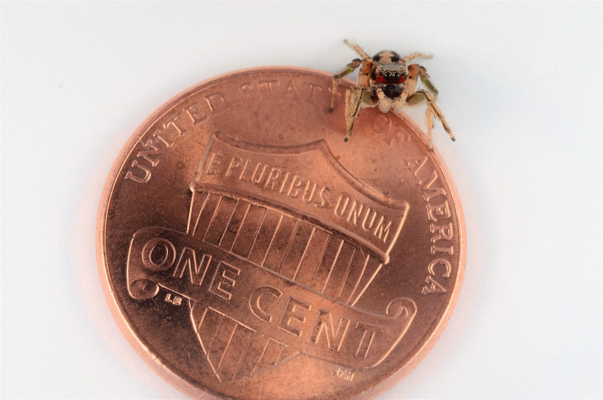 the jumping spider is actually pretty small. one is on a penny and barely takes up a fraction of it