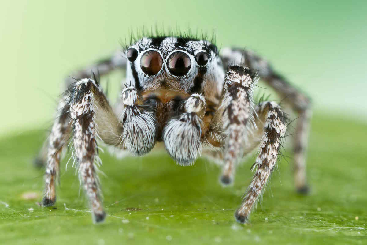 a white and black striped jumping spider on a leaf