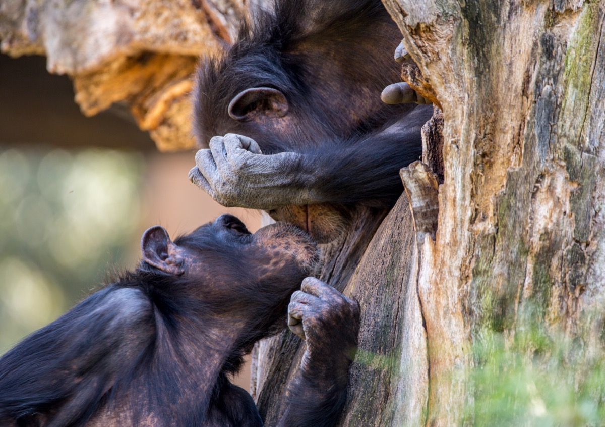 two chimpanzees kiss in a tree