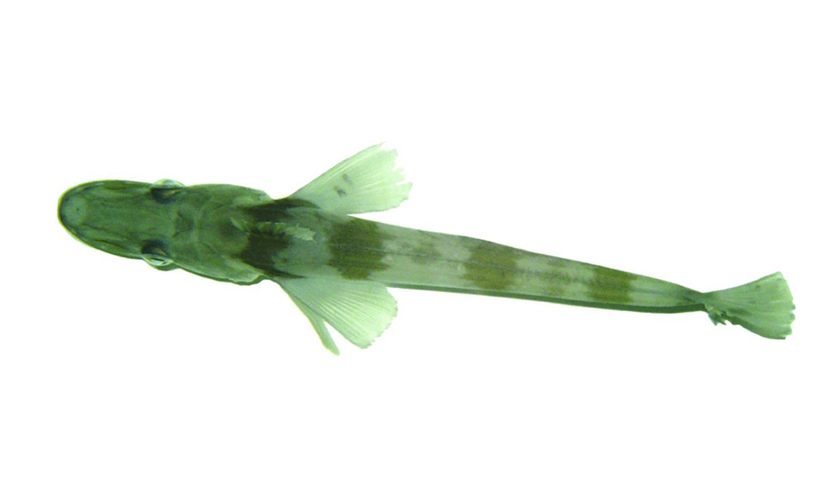 a long fish that is colored green