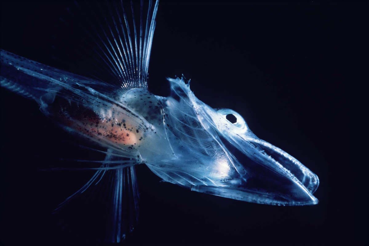 a translucent small fish with a long snout-like mouth with many teeth. you can see a little bit of pink in its abdomen