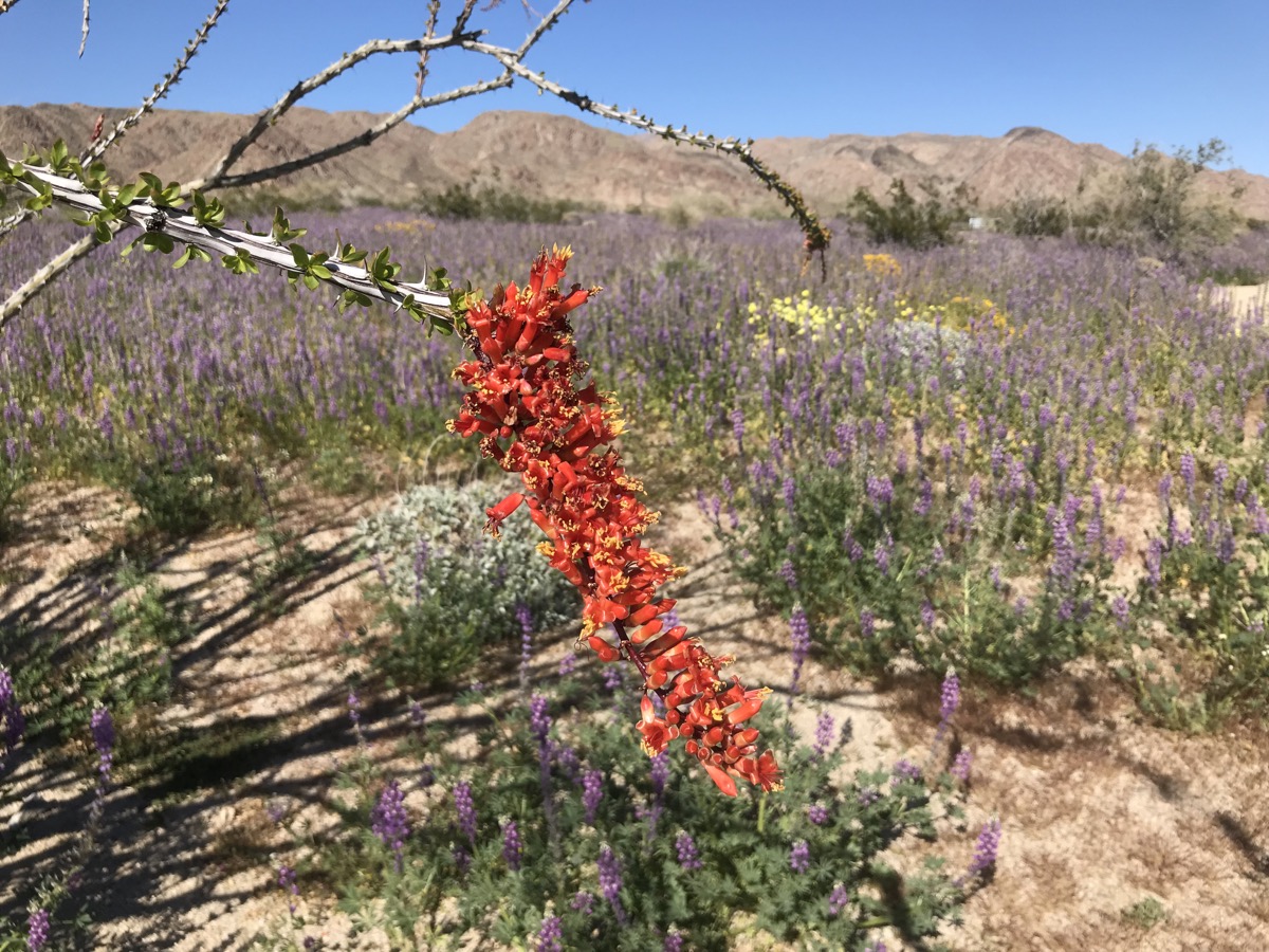 in the foreground is a reddish orange bell-like flower hanging from a branch. in the background is a field of purple flowers