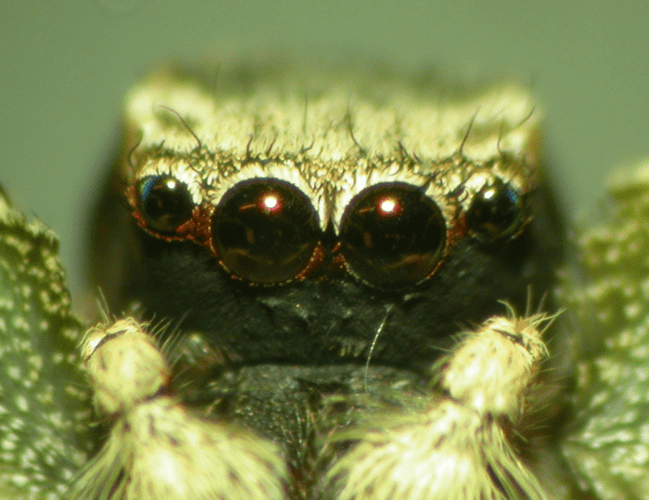 a close up of a jumping spider's eyes, with its normally bright red face painted black