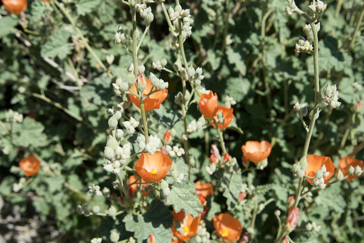 small cup-shaped orangeish-red flowers in a tangly dusty green bush