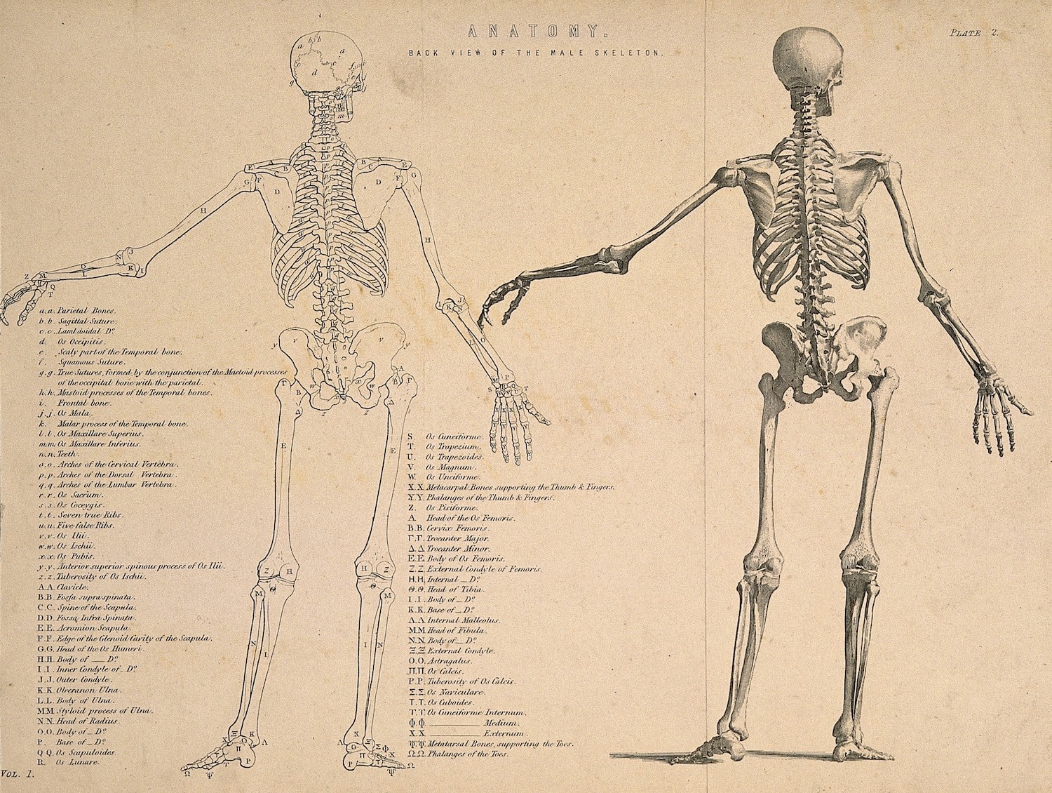 Line engraving of skeleton seen from behind, with left arm extended