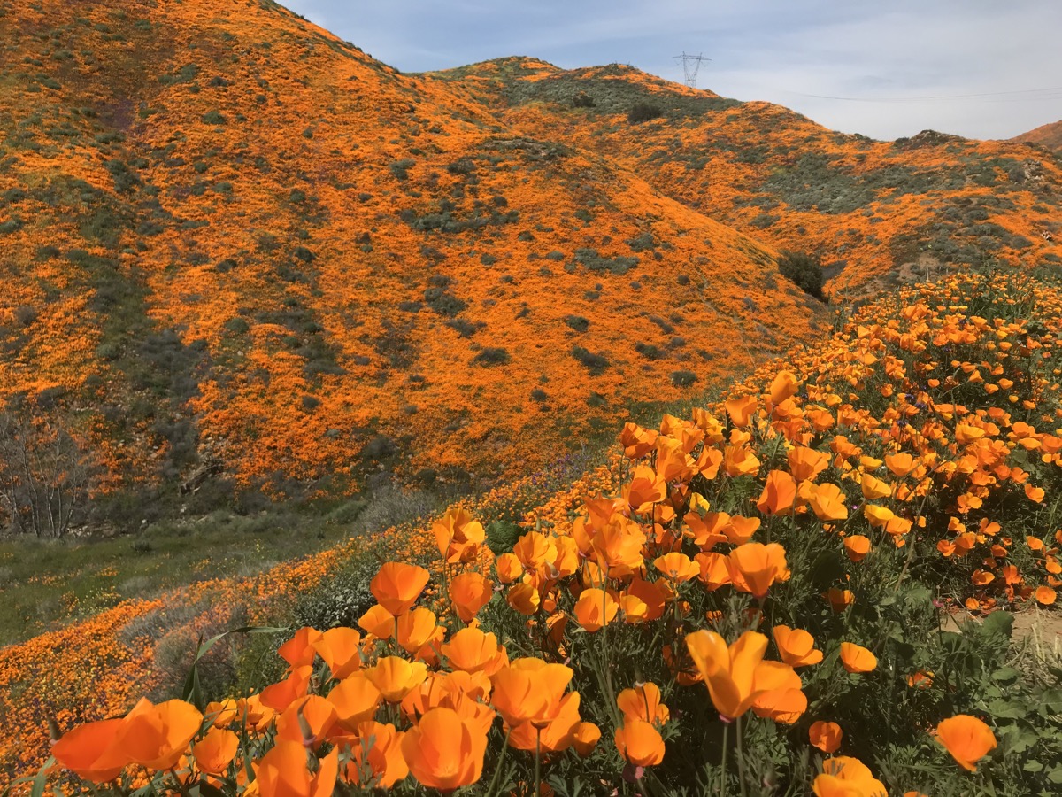 glowing orange flowers in foreground and also spreading across the rolling hills behind it