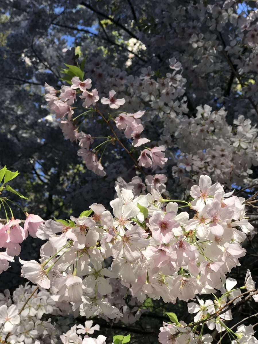 light pinkish/white blossoms fluffy on a branch