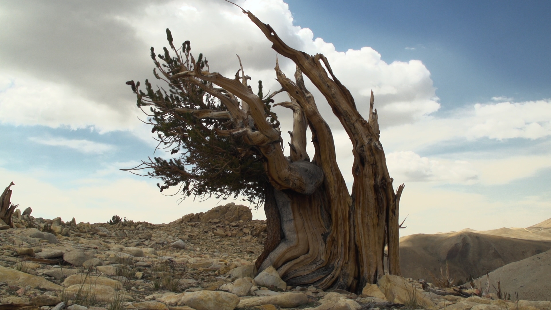 Tough Times for the World's Oldest Trees