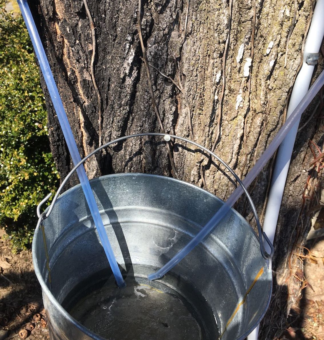 a bucket of what looks to clear water (it's the sap) attached to a tree. two tubes collecting the sap hang from the tree