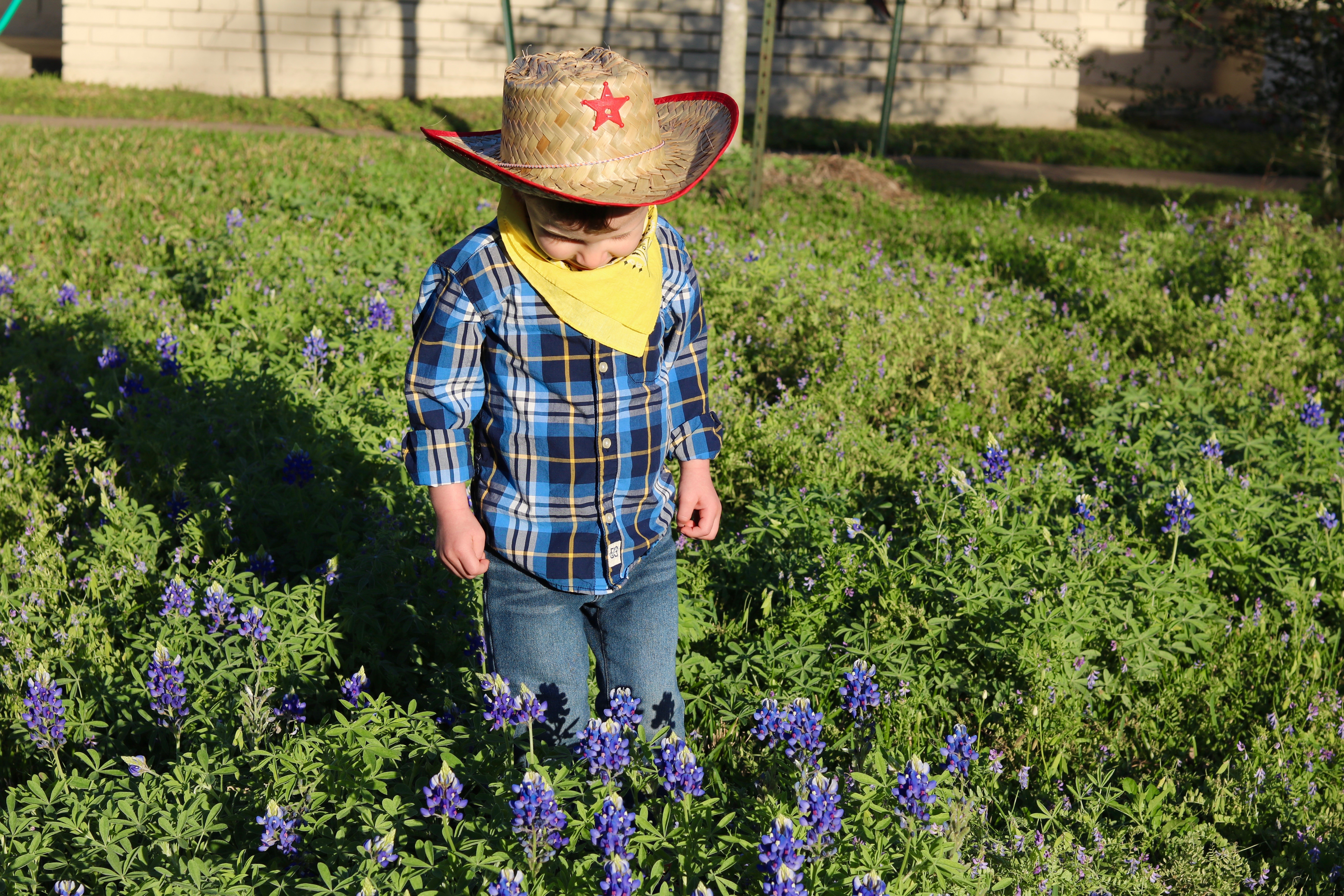 a toddler looks at a small unmowed lawn with purple flowers. he is dressed in a cowboy hat and very cute