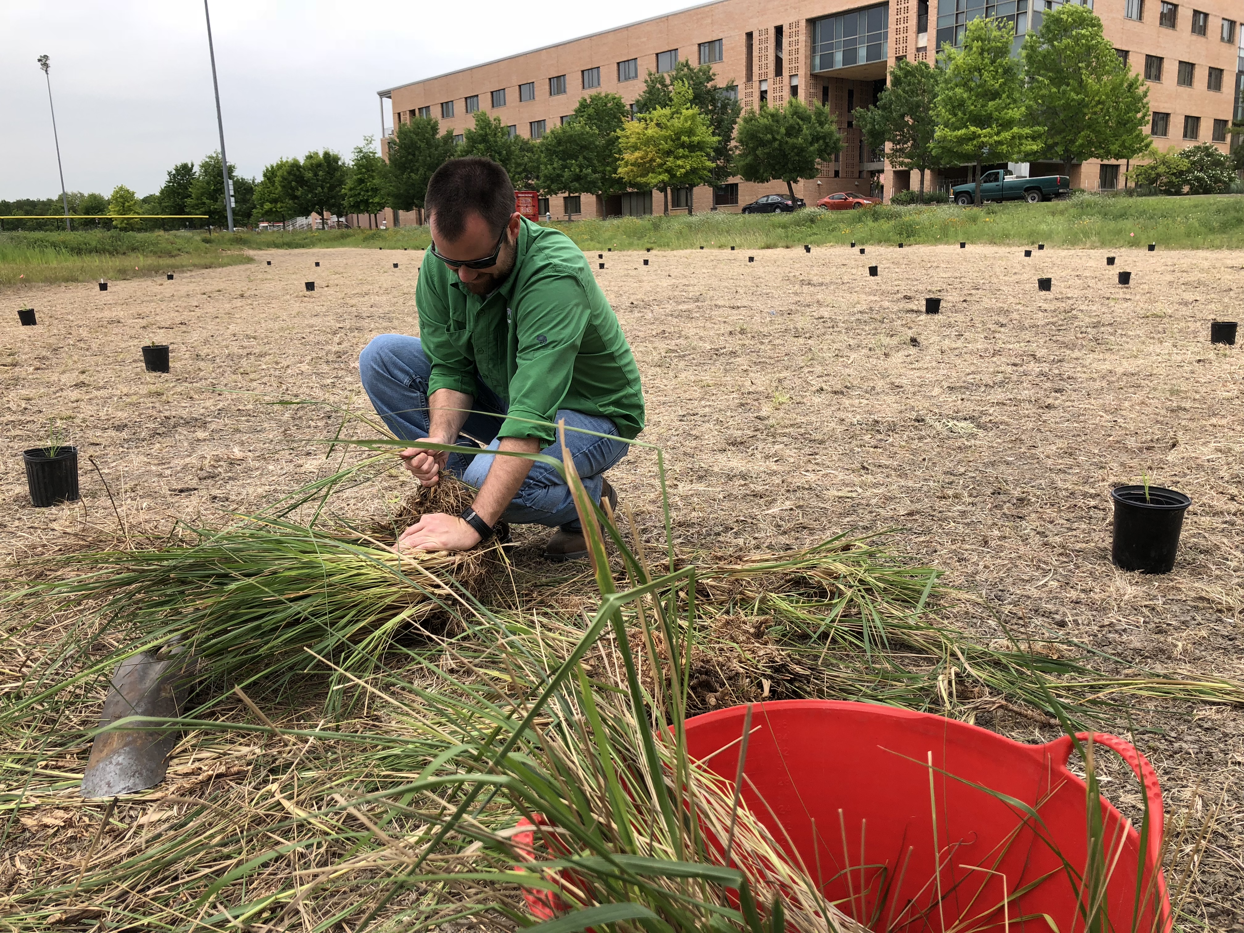 a man in a green shirt kneels on the ground while he plants some native plants