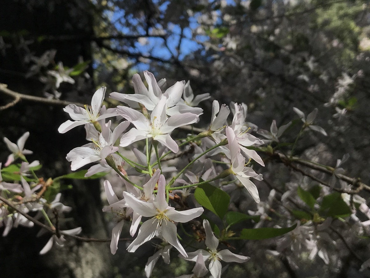 light pink/white flowers with star-shaped blossoms hanging on a branch 