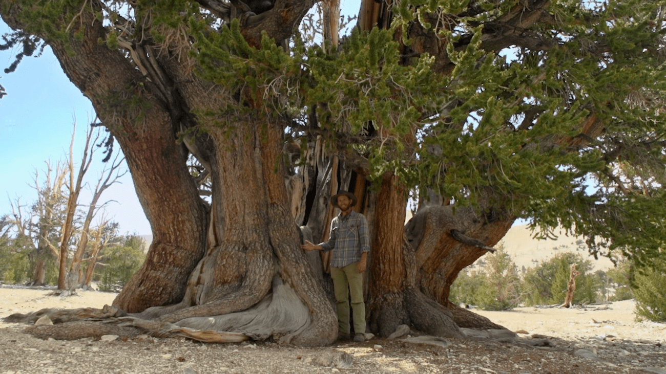 a man in hiking clothes stands in front of a very large tree