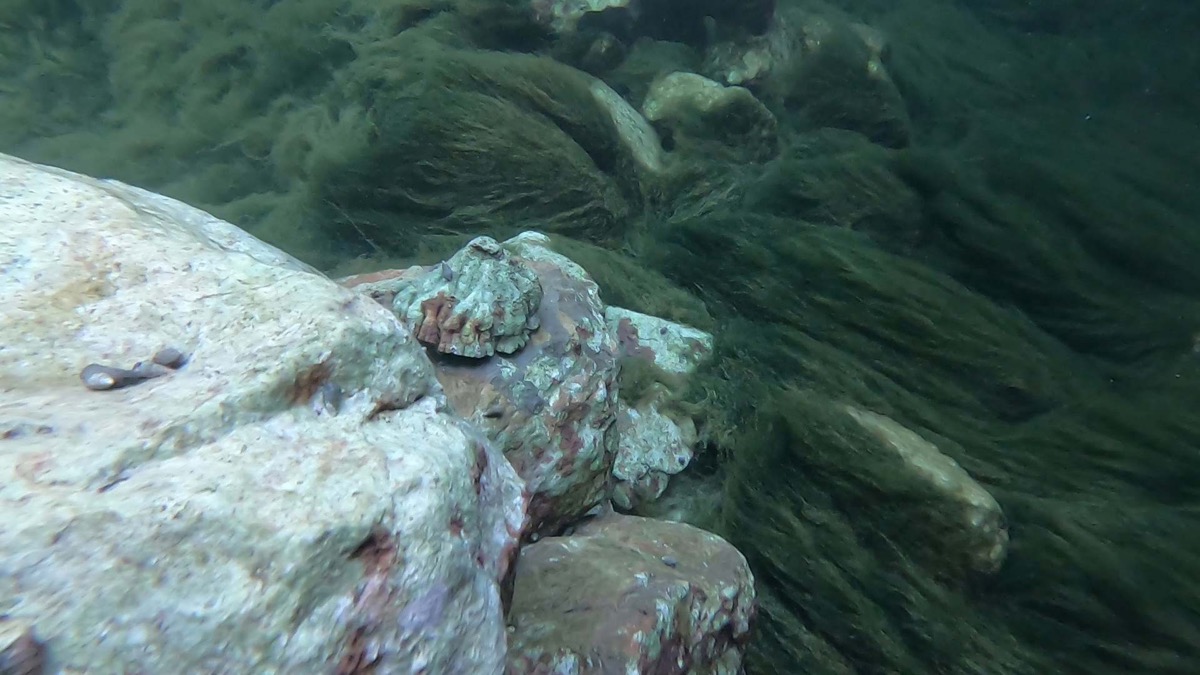 whiteish rocks covered with grey and maroon algae. in the background, some sad-looking green sea grass