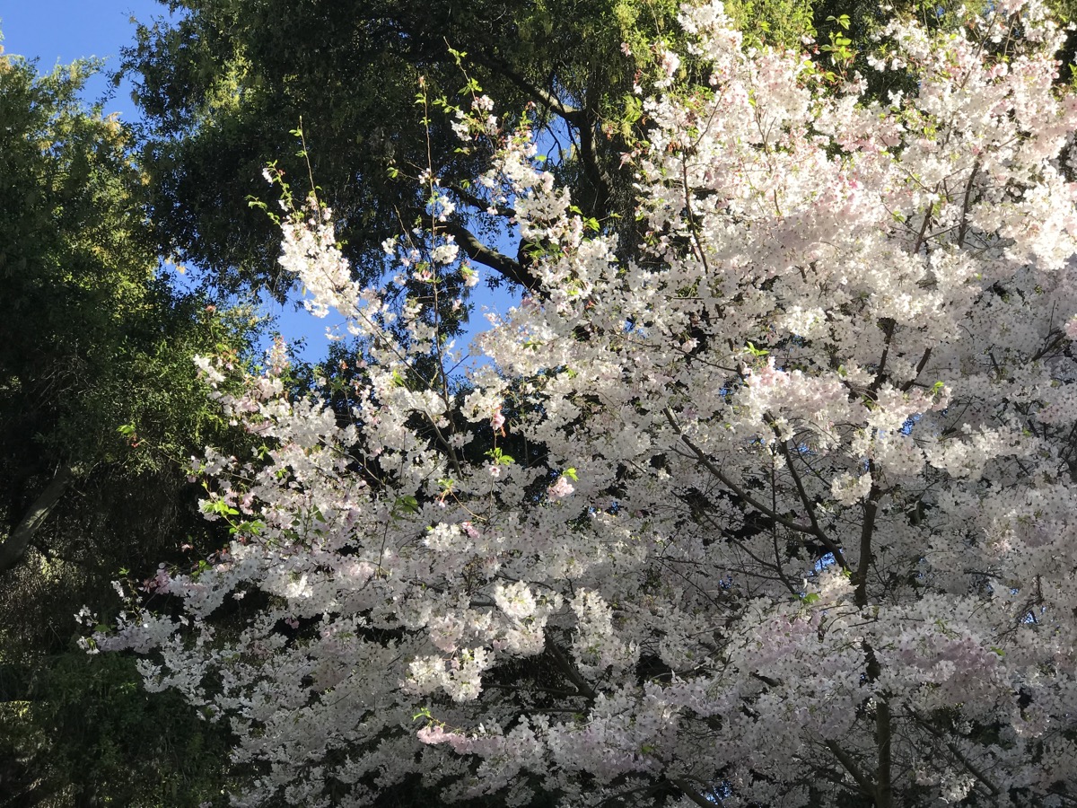 soft, frothy light pink flower blooms on a tree next to the blue sky and trees with green leaves