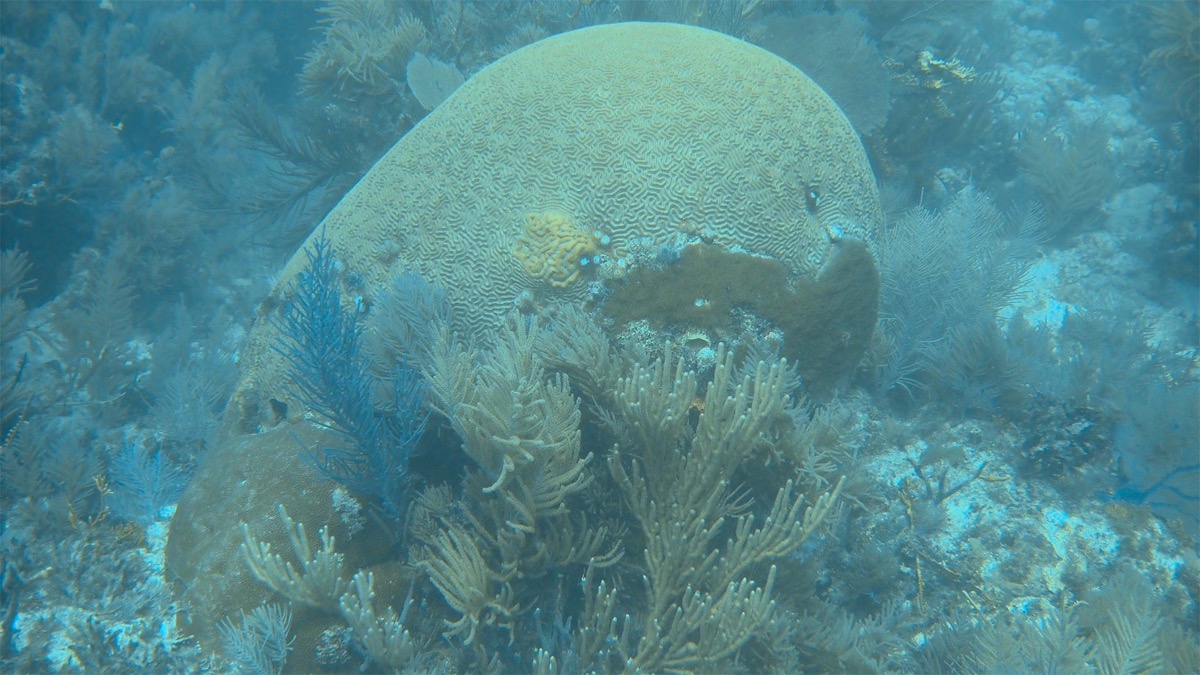 A healthy, yellow coral, taken underwater. It looks like a brain and is surrounded by other, antler-like coral