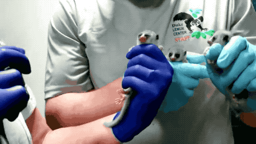 close up shot of gloved hands holding tiny big-eyed lemurs that fit in their hand, and person with "duke lemur center" shirt in the background