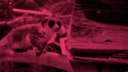 two playful lemurs bump into each other on a branch under red light