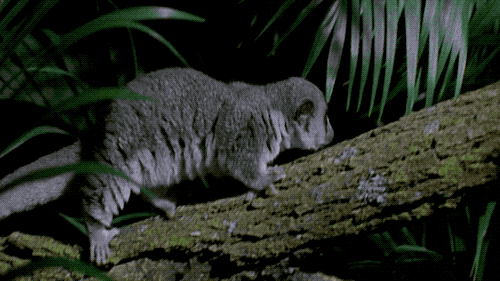 a gray cat-like animal with a fat tail scampers up a branch against greenery