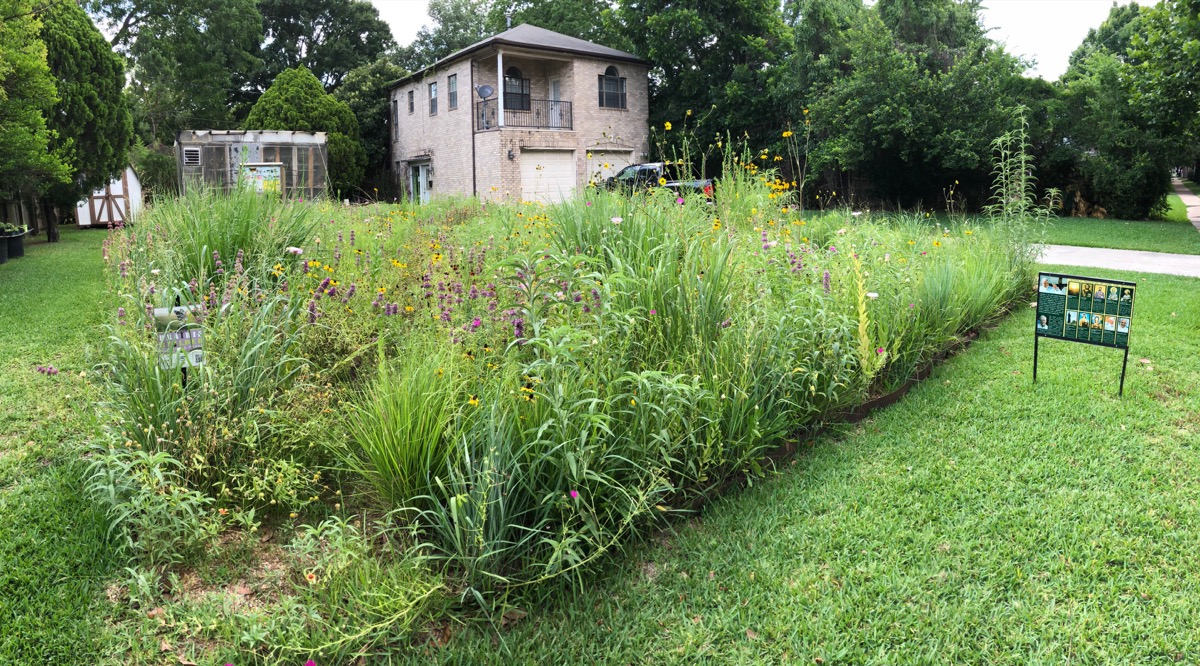 a square of native grasses, growing wildly, surrounded by a short mowed lawn in houston, texas