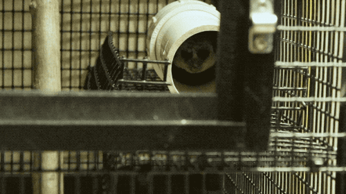 camera slowly zooms in on a small lemur asleep in a section of PVC pipe in a cage