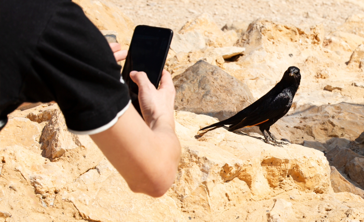 a human arm holding a smartphone is taking a picture of a black bird in a desert, dry environment