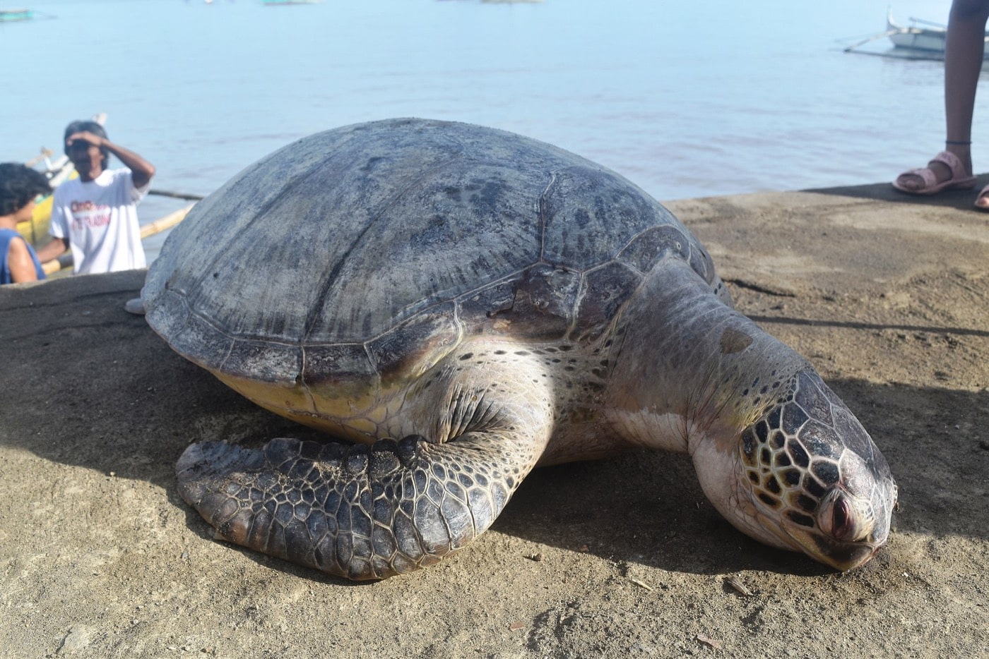 a sea turtle with ashy texture lying dead on a beach with people in the background