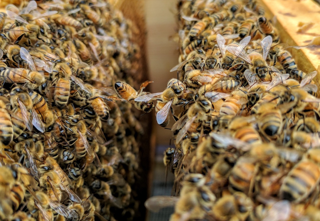 two walls filled with bees close to each other with two bees from opposite walls hanging on to each other in the gap