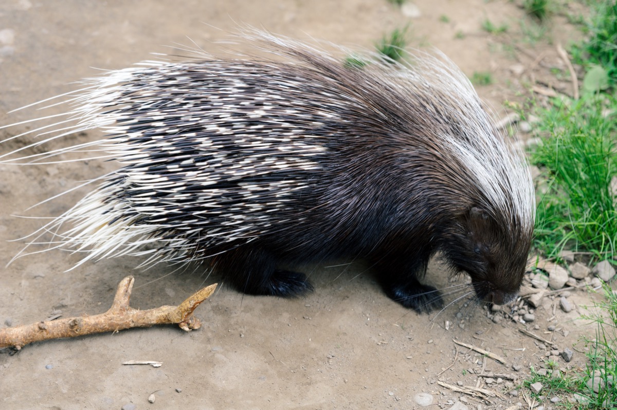 a brown porcupine with white quills forages in the dirt