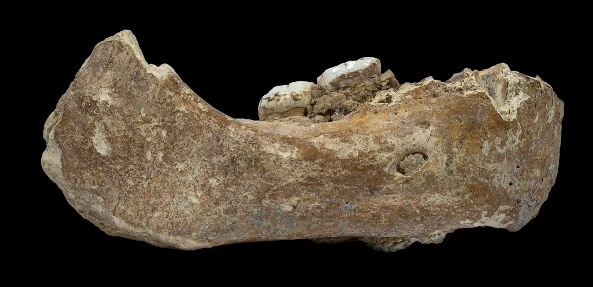 A brownish jawbone with two teeth from the ancient human relative denisovan on a black background