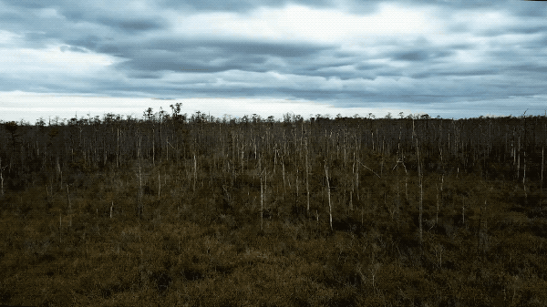 a drone fly over shot of a barren forest with gray and white naked tree stumps and low brown vegetation. it's overcast and the area looks swampy