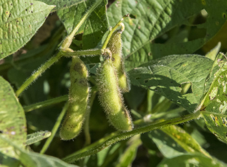three soybeans on the stem