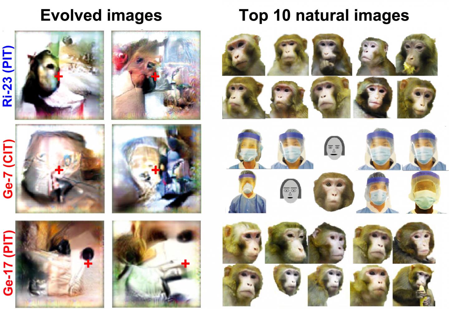 on the left are a series of six images that are the evolved images. they are creepy collages of mismatched faces in color. on the right is 10 natural images also in color but show more complete faces