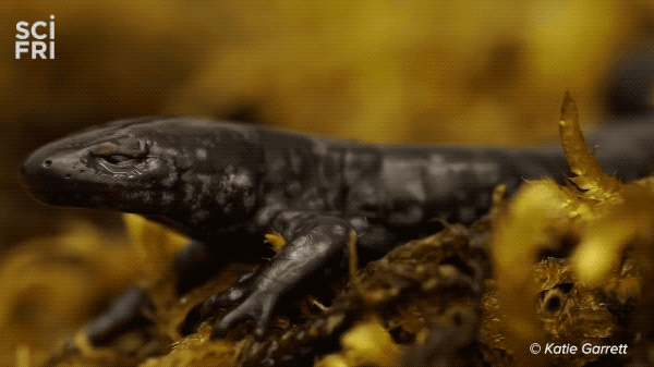 close up shot of salamander's eyes popping out