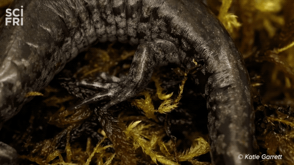 close up shot of black salamander body slowing crawling forward